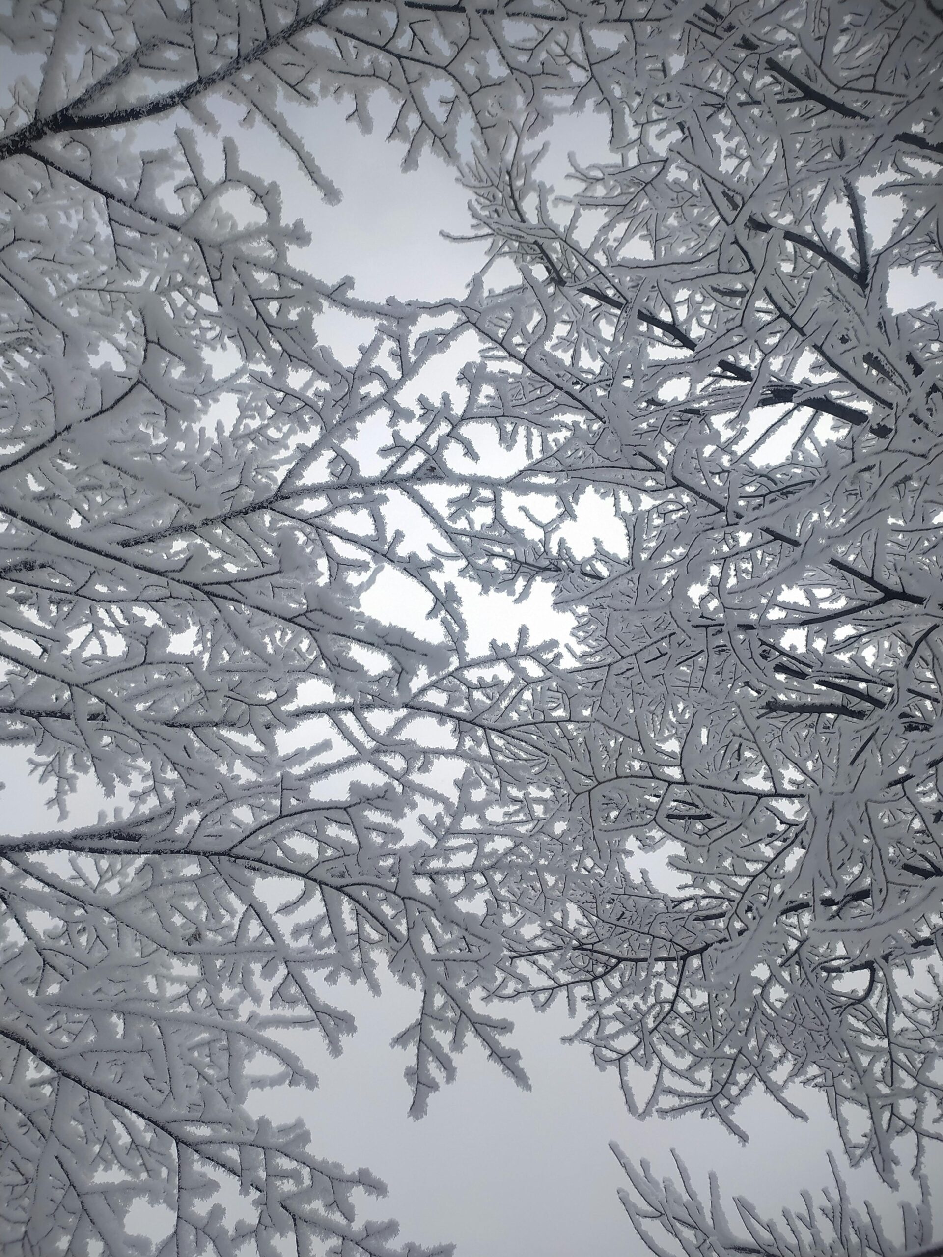 ice on trees